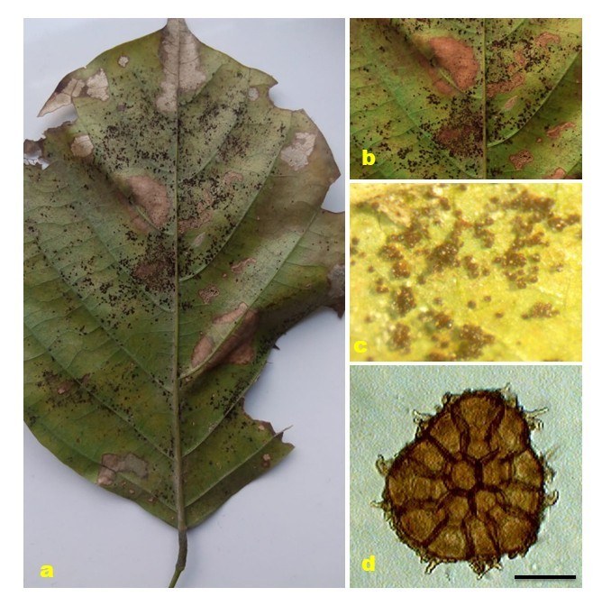Figure 41